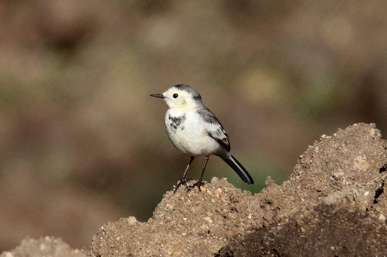 Black Backed Wagtail